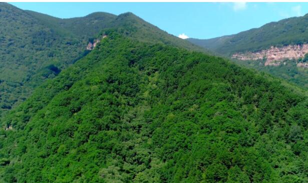 林業產業是規模最大的綠色經濟體，對推進林業現代化建設具有不可替代的作用